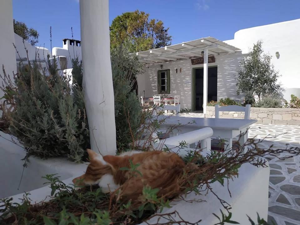 Thalassitra Village Hotel Adámasz Kültér fotó